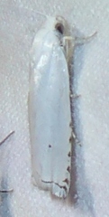 Hystrichophora vestaliana