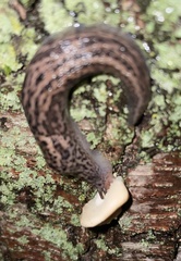 Limax maximus