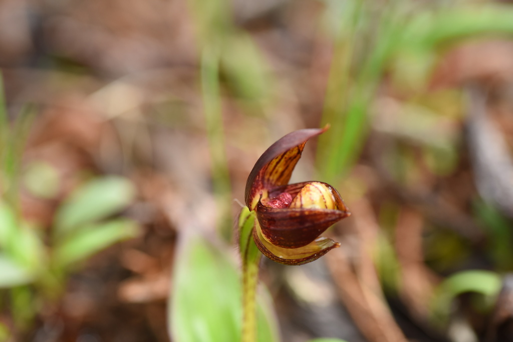 Cypripedium bardolphianum W.W.Sm. & Farrer 3