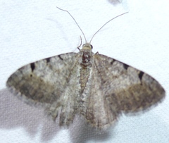 Digrammia triviata
