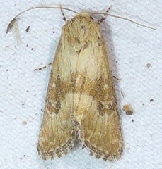 Aleptina