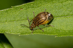 Ophraella conferta