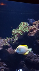 Zebrasoma