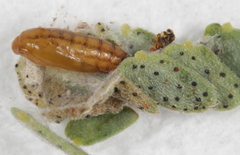 Aristotelia arenella