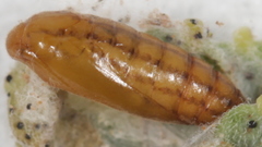 Aristotelia arenella