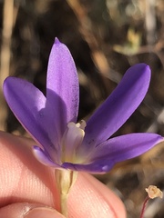 Brodiaea santarosae