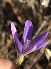 Brodiaea santarosae