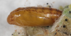 Aristotelia arenella