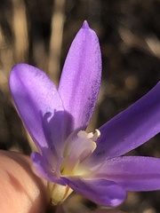 Brodiaea santarosae