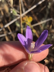 Brodiaea santarosae
