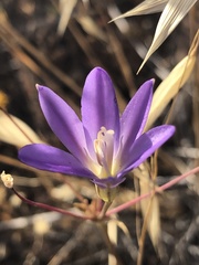 Brodiaea santarosae