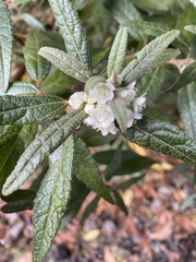 Asterotrichion discolor