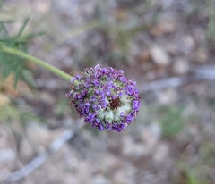 Dalea compacta