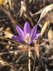 Brodiaea santarosae
