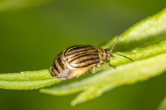 Ophraella conferta