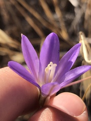Brodiaea santarosae