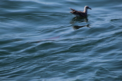 Chrysaora fuscescens