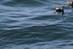 Chrysaora fuscescens