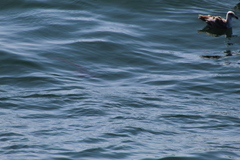 Chrysaora fuscescens