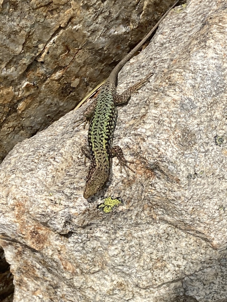 Darevskia bithynica