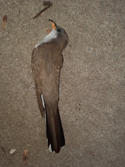 Coccyzus americanus