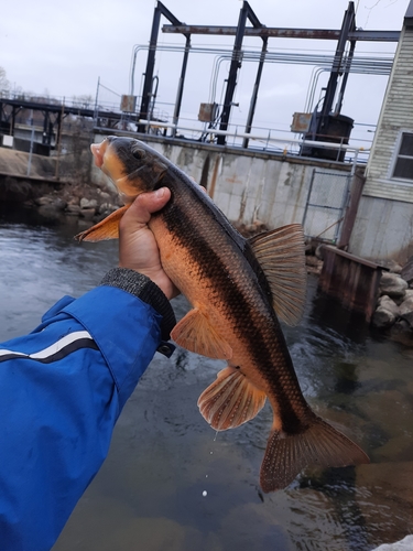 White sucker (Catostomus commersonii) — Catostomidae — 4