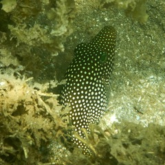 Canthigaster punctatissima