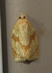 Adoxophyes negundana