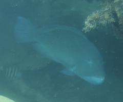 Choerodon schoenleinii