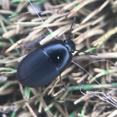 Gondwanocrypticus platensis