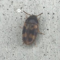 Litargus balteatus