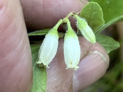 Vaccinium hirsutum