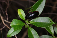 Opisthoplatia