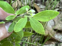 Vaccinium hirsutum