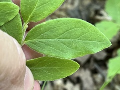 Vaccinium hirsutum
