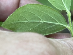 Vaccinium hirsutum