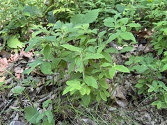 Vaccinium hirsutum