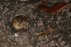 Opisthoplatia