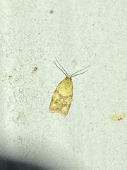 Sparganothis sulfureana