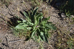 Pyrrocoma carthamoides