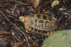 Indotestudo elongata