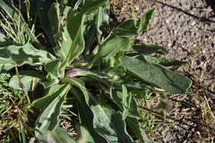 Pyrrocoma carthamoides