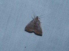 Zanclognatha obscuripennis