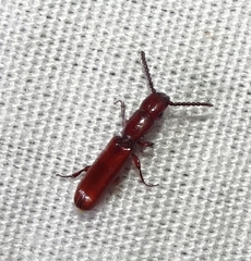 Taphroscelidia linearis