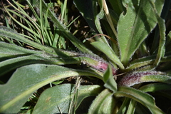 Pyrrocoma carthamoides