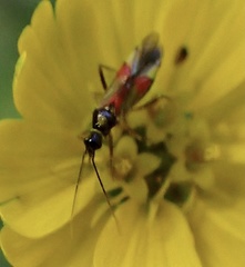 Tupiocoris californicus
