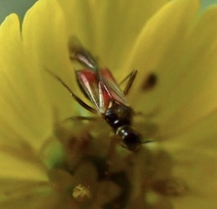 Tupiocoris californicus
