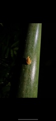 Diasporus