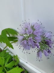 Hydrophyllum virginianum