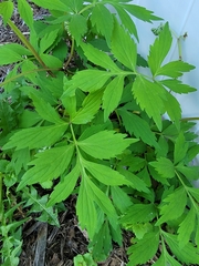 Hydrophyllum virginianum